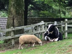 -神户市立六甲山牧场