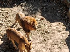 -大连森林动物园