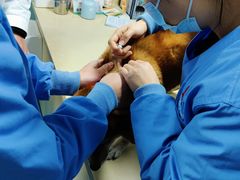-顺强宠物诊所·狂犬免疫·夜诊·骨科(嘉定店)
