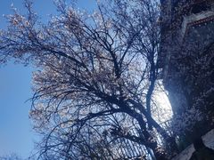 -香格里拉唐卡画院