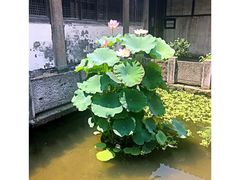 -江南第一家