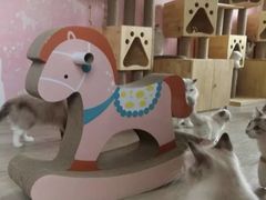 -Bastet sally猫舍购宠(静安店)