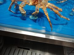 帝王蟹-盒马鲜生(顺义店)