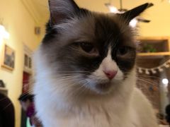 -猫色咖啡·猫咖