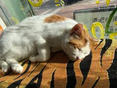 -平行世界·猫咖(首经贸店)