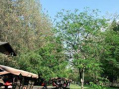 -合肥滨湖国家森林公园