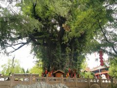 -大槐树寻根祭祖园
