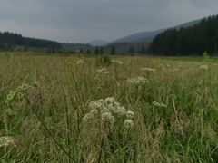 -塞罕坝国家级自然保护区