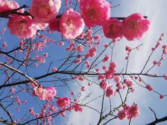 -径山花海
