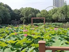 -陈家山荷花公园