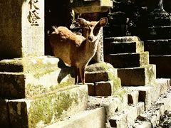-奈良公园