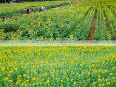 -汉长安城未央宫国家考古遗址公园