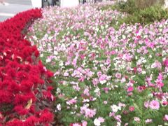 -东莞植物园