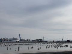 -大连星海广场音乐喷泉