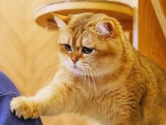 -MOCHA明星猫咖(田子坊店)