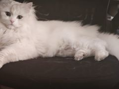 -贝康宠物医院·犬猫全科·小动物特色诊疗中心(东环路店)