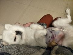 -芭比堂动物医院·犬猫全科·异宠专科(雁塔分院)