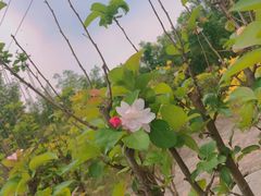 -西青郊野公园