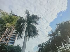 -三亚湾红树林度假世界(木棉酒店)