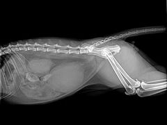 -瑞鹏动物医院宠美康(扬子江路分院)