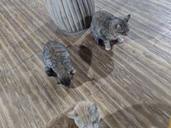 -傣家苑傣味餐厅