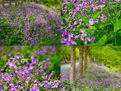 -花开海上生态园