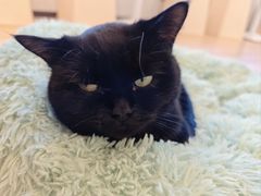 -有喵·猫咖·狗咖·30几只猫10只小狗(岗厦店)