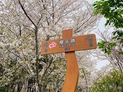 -顾村公园