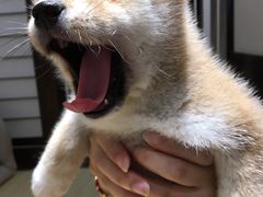 -逗柴咖啡屋·狗咖猫咖宠物桌游