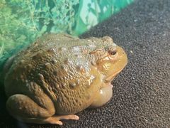 -上海大自然野生昆虫馆