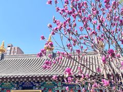 -护国法轮寺
