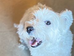 -百好乐宠物友好餐厅(朝外大街店)