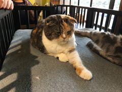 -more than meow吴止猫主题餐厅(承德 中船汇店)