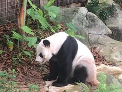 -深圳野生动物园