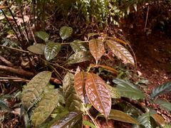 -南宁良凤江国家森林公园