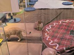 -大型宠物商超·宠海王国·宠物猫狗活体·用品·美容(新世界百货重庆店)