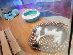 -龟与熊猫宠物公园(南坪店)