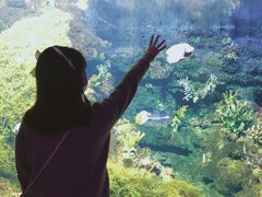 -江和美海洋公园