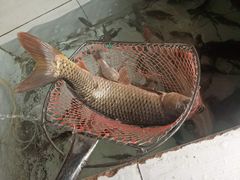 -金台阶鱼馆(于桥水库店)