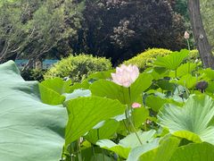 -莲花池公园