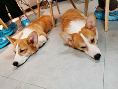 -汪说·狗咖(旺城大厦店)