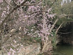 -三圣花乡旅游区