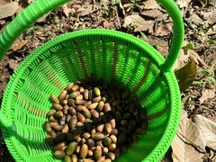 -南宁良凤江国家森林公园