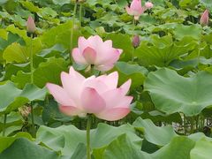 -嘉北郊野公园
