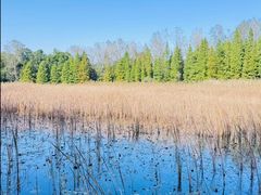 -溱湖国家湿地公园