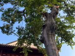 -长春观