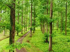 -黄海国家森林公园