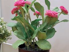 -813芭依珊 BAESAn(皇冠十畝地店)