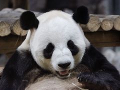 -栾川竹海野生动物园