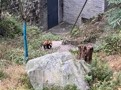 -都江堰中华大熊猫苑